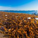 Чудотворните водорасли обновяват клетките отвътре и отвън - ФУКОИДАН