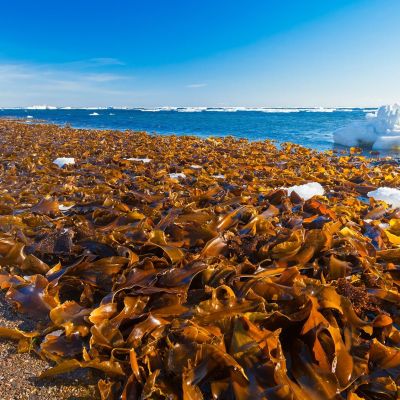 Чудотворните водорасли обновяват клетките отвътре и отвън - ФУКОИДАН